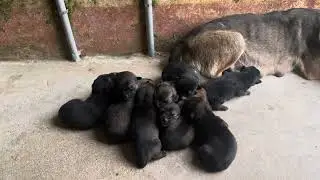 Close-Up: Puppies Open Their Eyes and See Light After One Week