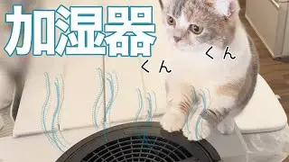【三毛猫マンチカンのチー】とスチーム式加湿器