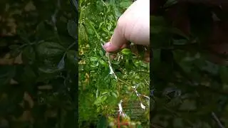 #у розы грибковое заболевание
