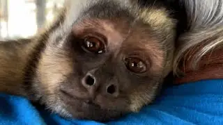 Loving monkey finds forever home after losing family