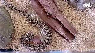 Arctic tiger-nosed Snake