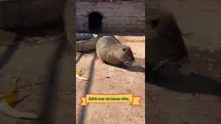 Nutria even eats banana skins  #shortvideo #world #shors #animals #nutria