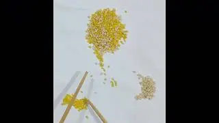 Separating white and yellow lentils by Hands - So Satisfying!