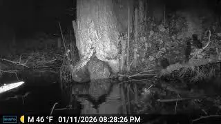 Beaver cleaning the tree cavity den at Edwards Meadows HOA
