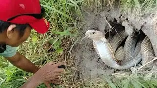 Kumpol na Cobra sa Ugat ng Patay na Puno?!!!
