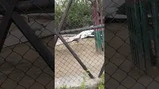 tilyar zoo #animalshorts #foodlover #rohtak #duckybhai #enjoying