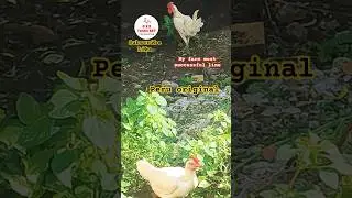 Peru original breeder #per&uacute;original #breeder