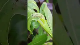 my baby hoppers. #babyanimals #insects #hopper #grasshopper #shorts