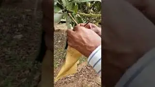Mango fruit protection paper bags