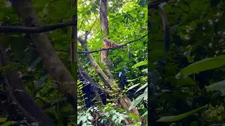 Squirrel Monkey Climbing Around In The Tree