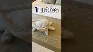 towel art #housekeeping #folding #Turtles
