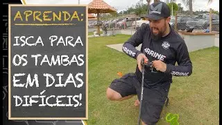 APRENDA: ISCA PARA OS TAMBAS EM DIAS DIFÍCEIS!!!
