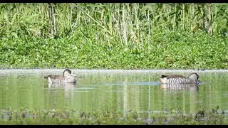 EWKR Story Space: Waterbird movements and habitat choices