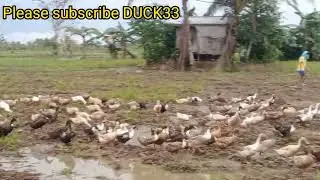 mga kaduckers pinalakihan na natin ang ating kulongan.