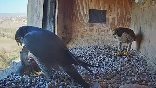 FalconCam Project, NSW🪽Gimbir Brings Giant Prey🦖 to Full-Cropped Diamond, 2025 Sep 6