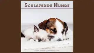 Beruhigende Haustiermusik