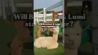 Will Brewster and Lumi be bred together? #eagleeyefarm #alpacas #babyanimals #farmlife #agriculture