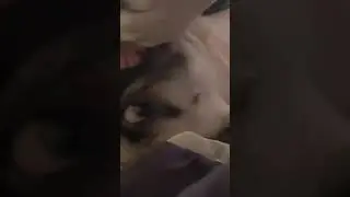 Cachorro pug de tres meses mordiendo | Guss The Pug