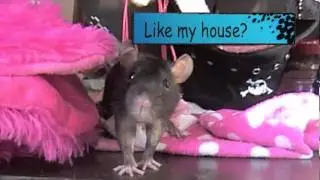 Shamila's RAT pad | Pet Rats | Rat Condo | Rat Cages | Rat Adoption | Rat Rescue | Female Rats