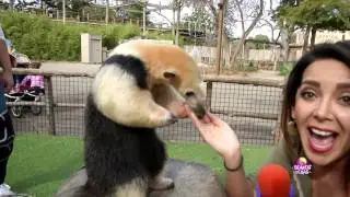 Somos Texas en el Zool&oacute;gico de Dallas