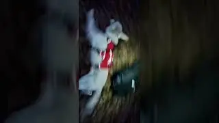 PUMPED Puppy Ready 2 Hike! #shorts #funnypuppyhikingvideos #puppyontrail