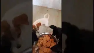 Happiness of hunger is Food. Feed hunger . Its human or animals.    #voiceforvoiceless