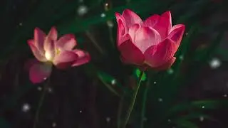 Leaves image effect background no  HD quality video 📸 2k image effect background
