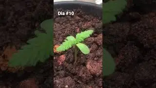 Cultivo outdoor, (semente de prensado) 10 dias..