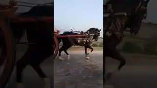 Toofan Horse