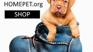 Top 10 Funniest Pet Videos