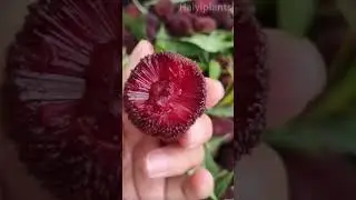 Bayberry#bayberry #seeds #fruit #garden #plants #nature #delicious #food #life