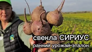 A REAL BREAKTHROUGH in beet breeding! Why?
