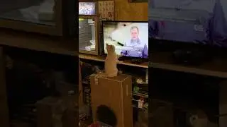КОТ УСТРАИВАЕТСЯ НА РАБОТУ!!! #funny #garage #live #adventure #cat #job #funycat