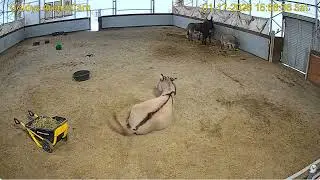 Goldy's Arena Rescues 345pm Nick mucks;449pm hay  512pm hay ;516pm closes door Donkeys  1172026
