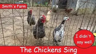 Singing Chickens - Smith's Nature Friendly Farm Feather Gang Quartet