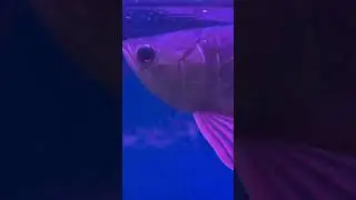 #rtg#fish #tamil #anirudh #tamilsong #song #explore #exotic #karnataka #wildkarnataka #moviemusic
