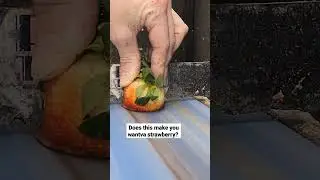 growing #strawberry #reverse #fruit #smash #grow #garden #satisfying #oddlysatisfying #sandingshit