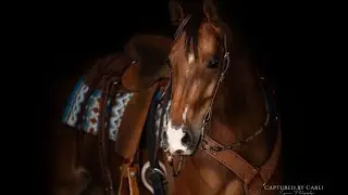 SF METALLIC MISSY - 2019 Bay Mare