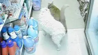 Beela plays with Tyson the cat