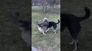 Черныш и Альф лучшие друзья