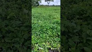 This is the full beans field at 10 weeks.