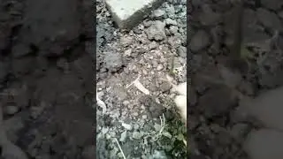 kedatangan lagi ular mirip cacing/ular calamaria sp /tidak berbisa