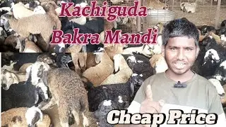 Cheap Prize Goat available at Kachiguda Kamela Goat Market #goatfarming  #goat #sheep