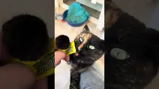 Lovely cat 🐈 kitty cat lover best cat videos Dunn cats lover