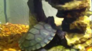 Red Eared Slider Turtle-Tank Setup