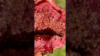 Дикий инжир по вкусу напоминает малиновое варенье!