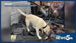 K9 ROTC Retires After 180 Fire Investigations - Meet His Replacement K9 Waffle