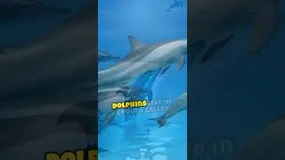 Dolphin Communication and Behavior #facts #wildlife #animals #nature