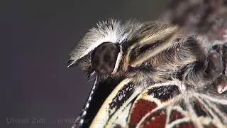 Videna Naturfilme - Videna-naturefilms