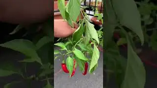 Top 8 Easy To Grow Vegetables For Beginners|SEED TO HARVEST
